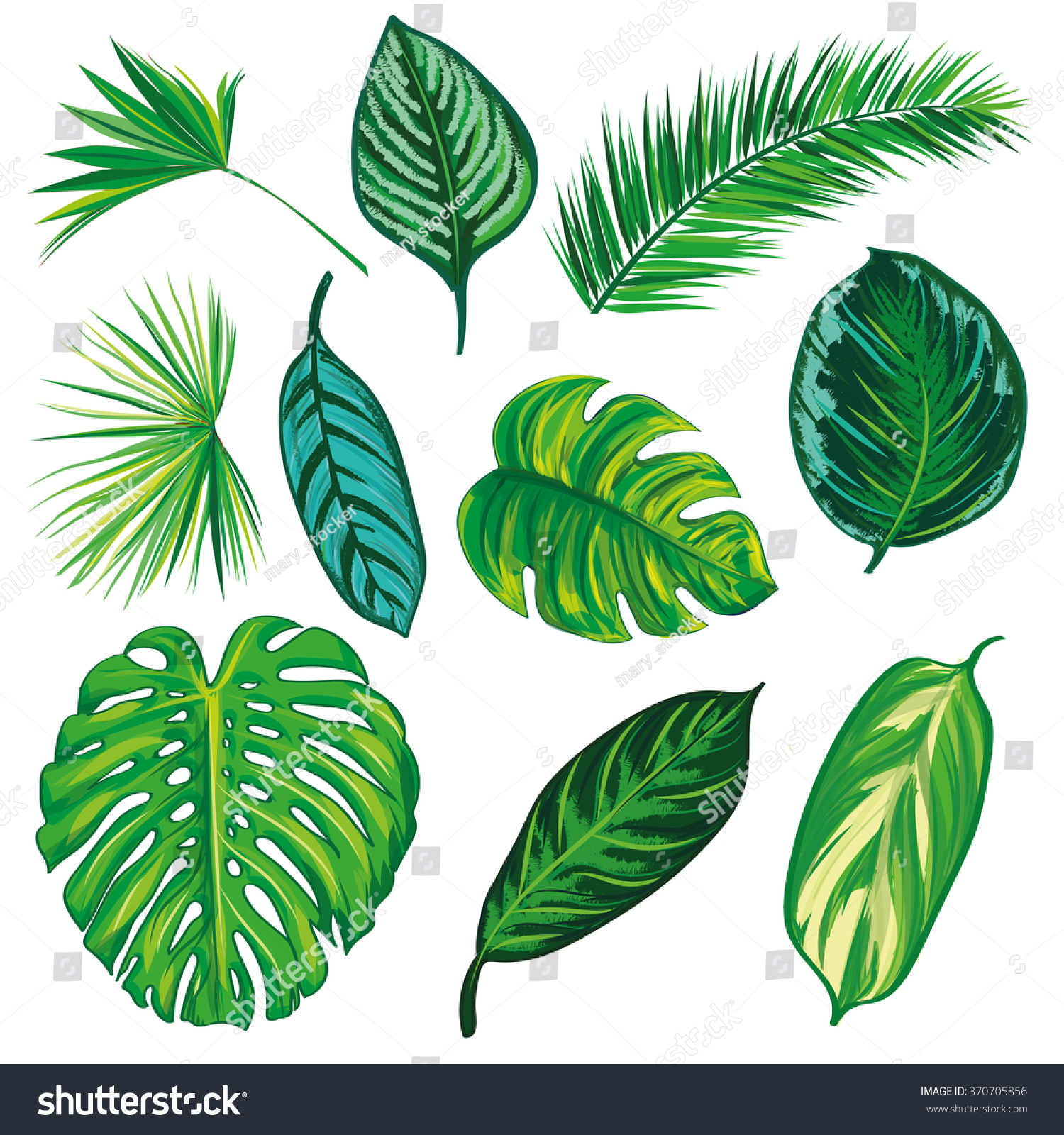 Tropical Leaves Collection On Isolate Vector Stock Vector 370705856 ...