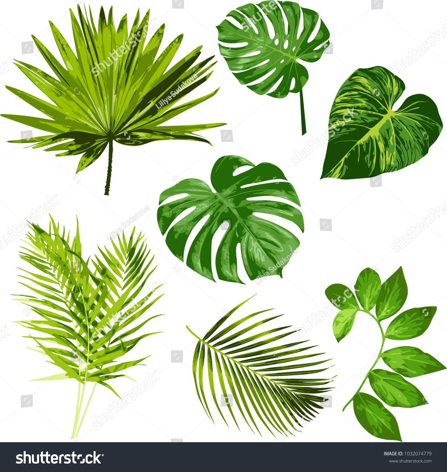 「熱帯の葉のベクターハーブクリップアート7点の画像セット熱帯の葉のベクターハーブクリップアートデジタルアート」のベクター画像素材（ロイヤリティフリー） 1032074779 9894