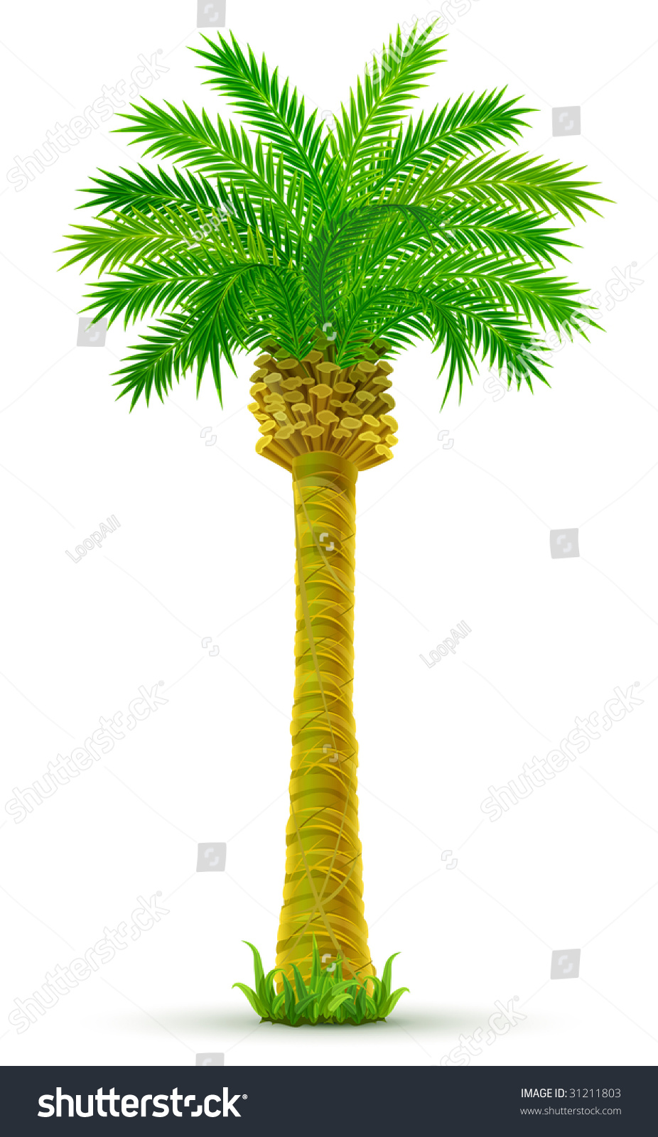 Tropical Palm Tree With Green Leaves Isolated - Vector Illustration