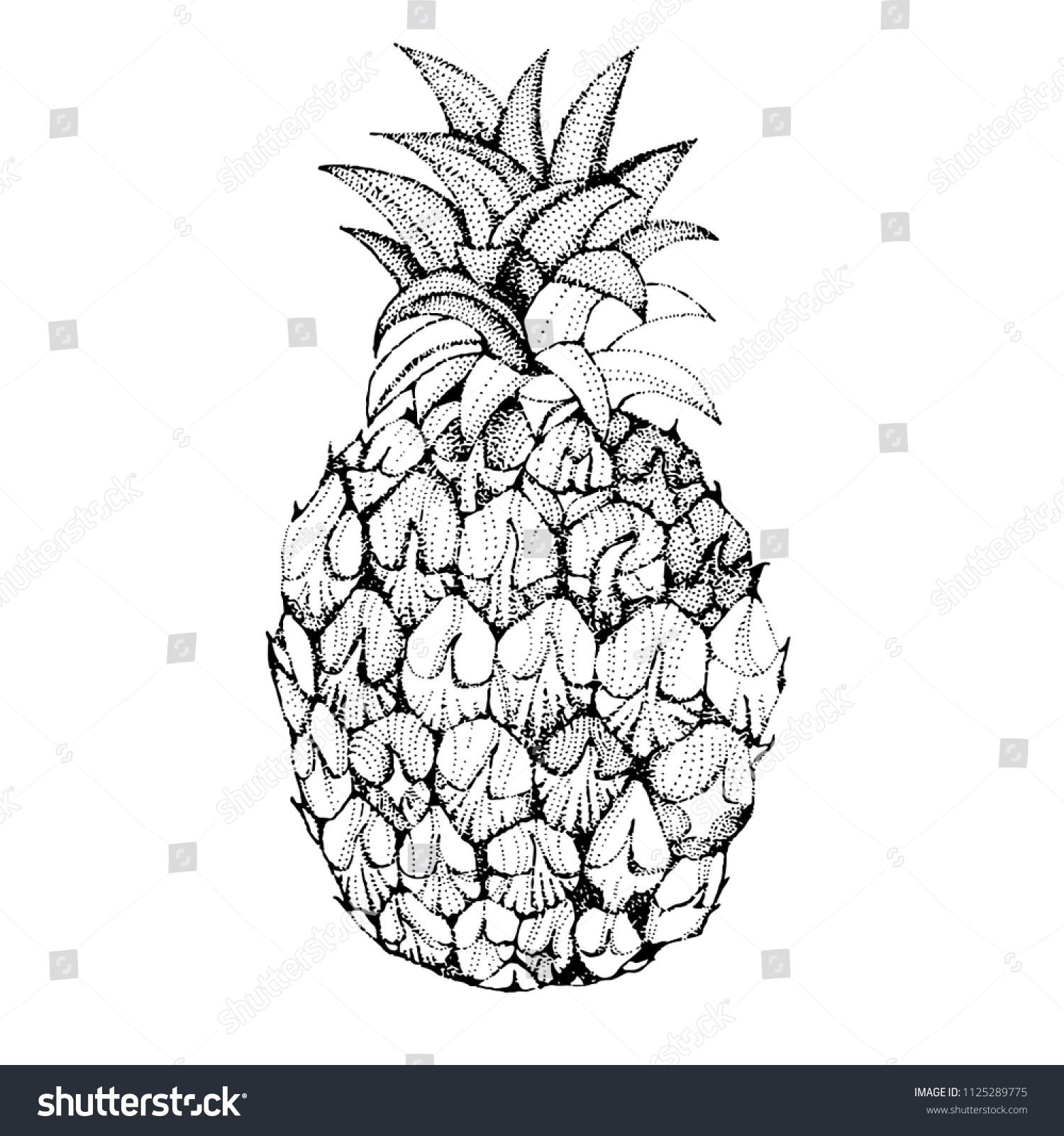 パイナップルフルーツの画像 白黒のベクター画像イラスト のベクター画像素材 ロイヤリティフリー Shutterstock パイナップルフルーツの画像 白黒のベクター画像イラスト のベクター画像素材 ロイヤリティフリー Shutterstock