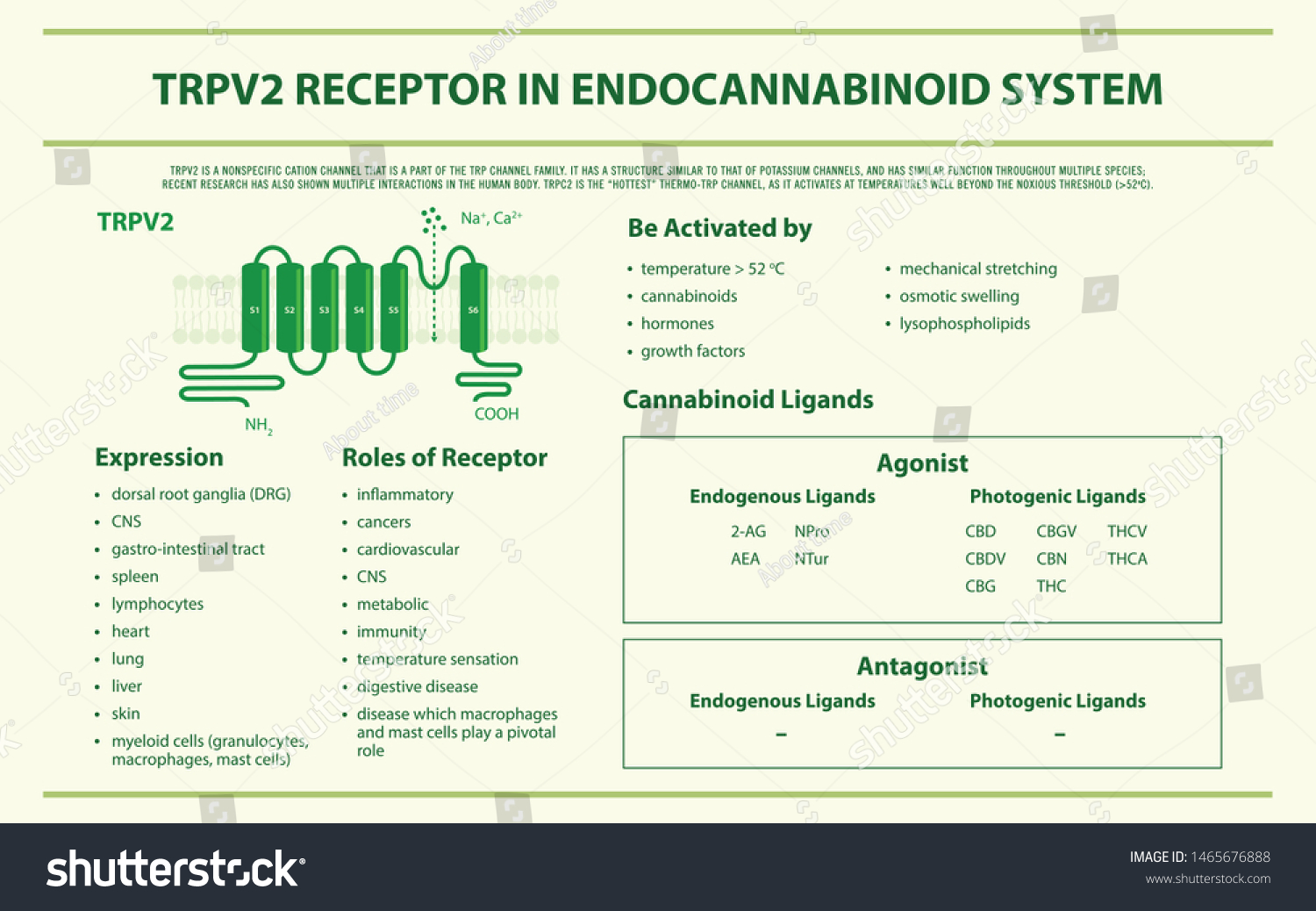 Trpv2 Receptor Endocannabinoid System Horizontal Infographic Stock Vector Royalty Free 1465676888