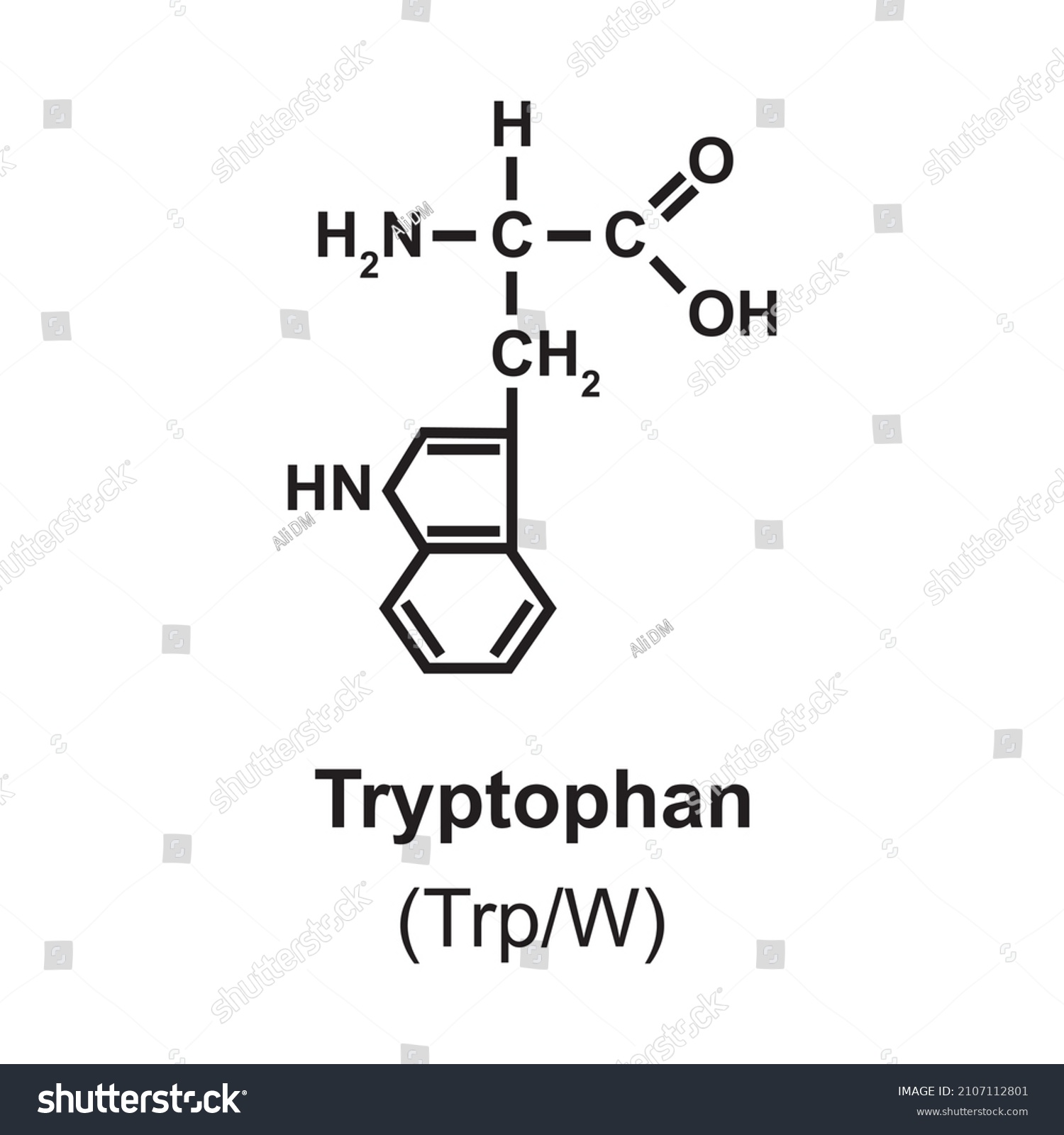 Tryptophan Amino Acid Structure