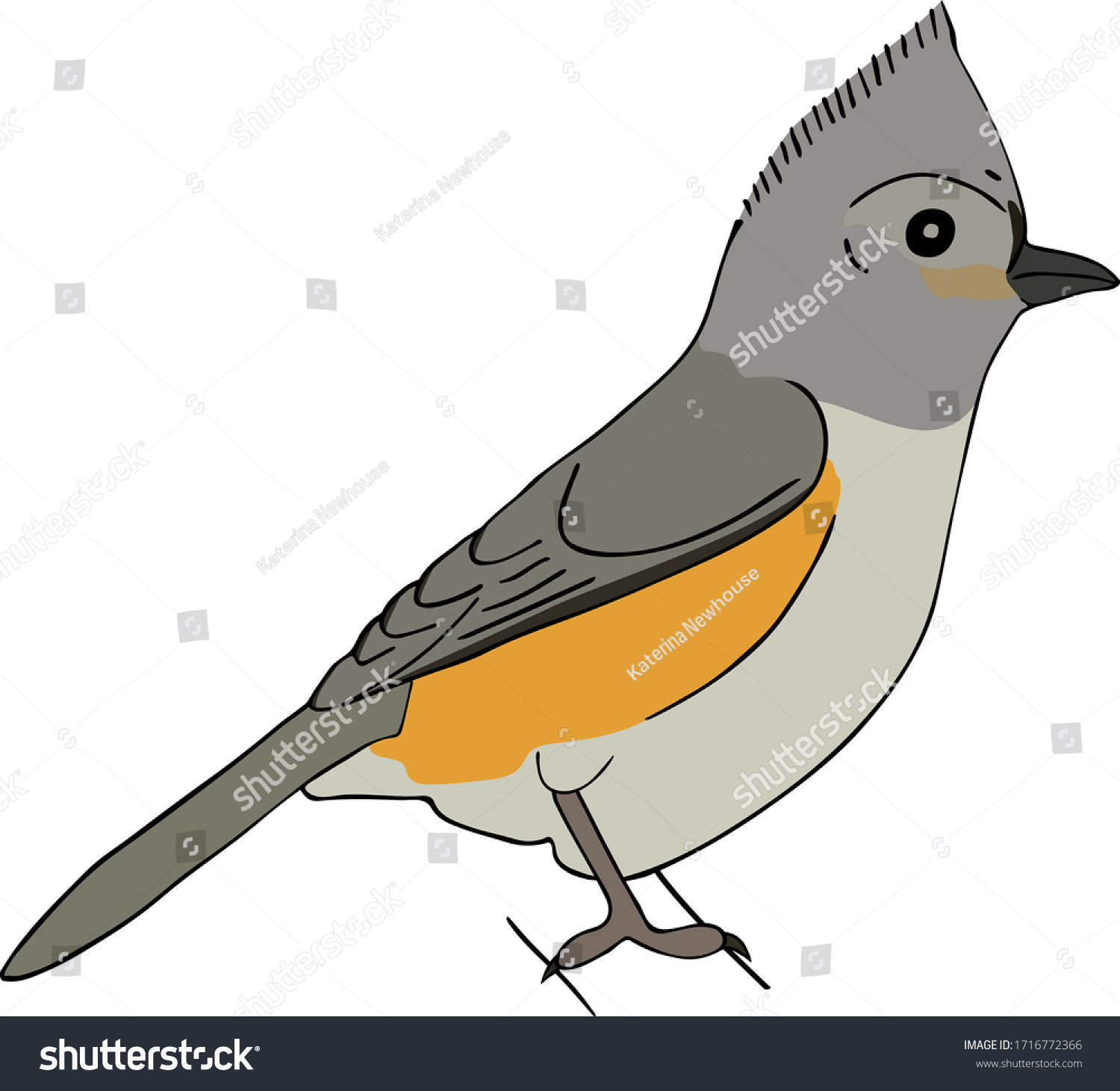 Tufted Titmouse Isolated On White Background Stock Vector (royalty Free 