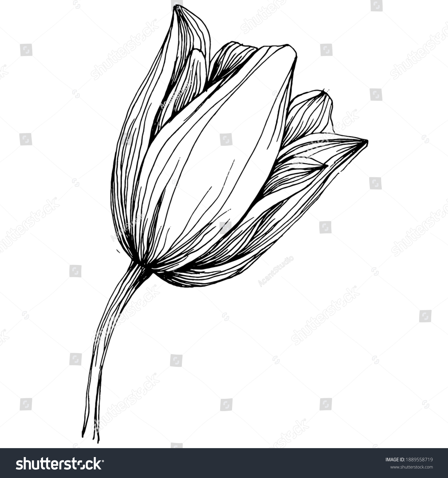 Tulip Flower Floral Botanical Flower Isolated Stock Vector (royalty 