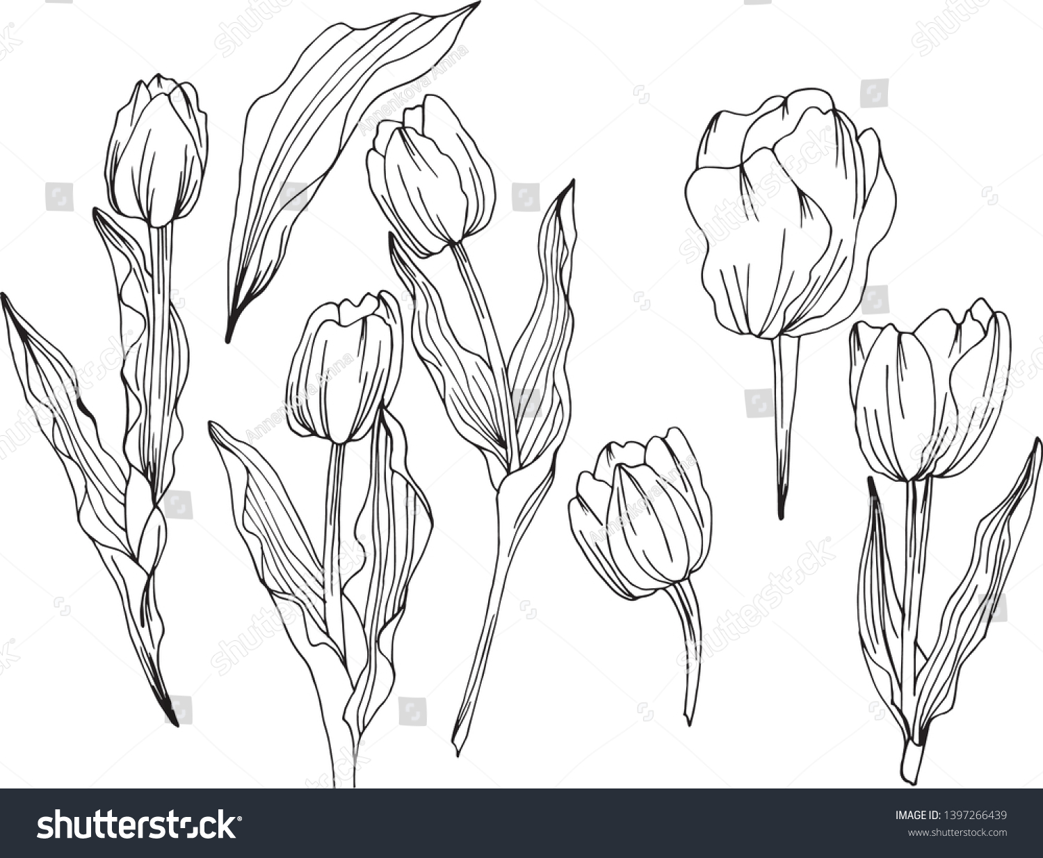 Tulip Flower Graphic Black White Sketch Stock Vector (Royalty Free ...