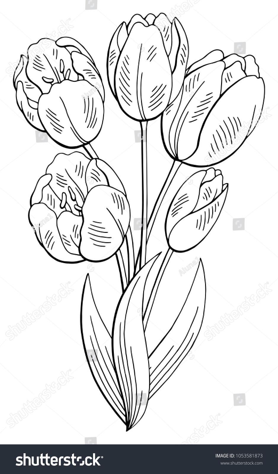 Tulip Flower Graphic Black White Isolated Stock Vector (Royalty Free ...
