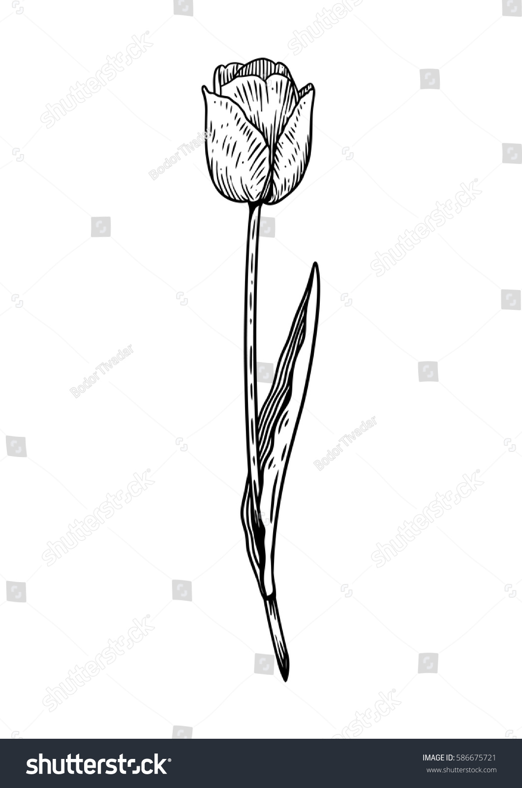 Tulip Flower Illustration Drawing Engraving Line Stock Vector (Royalty ...