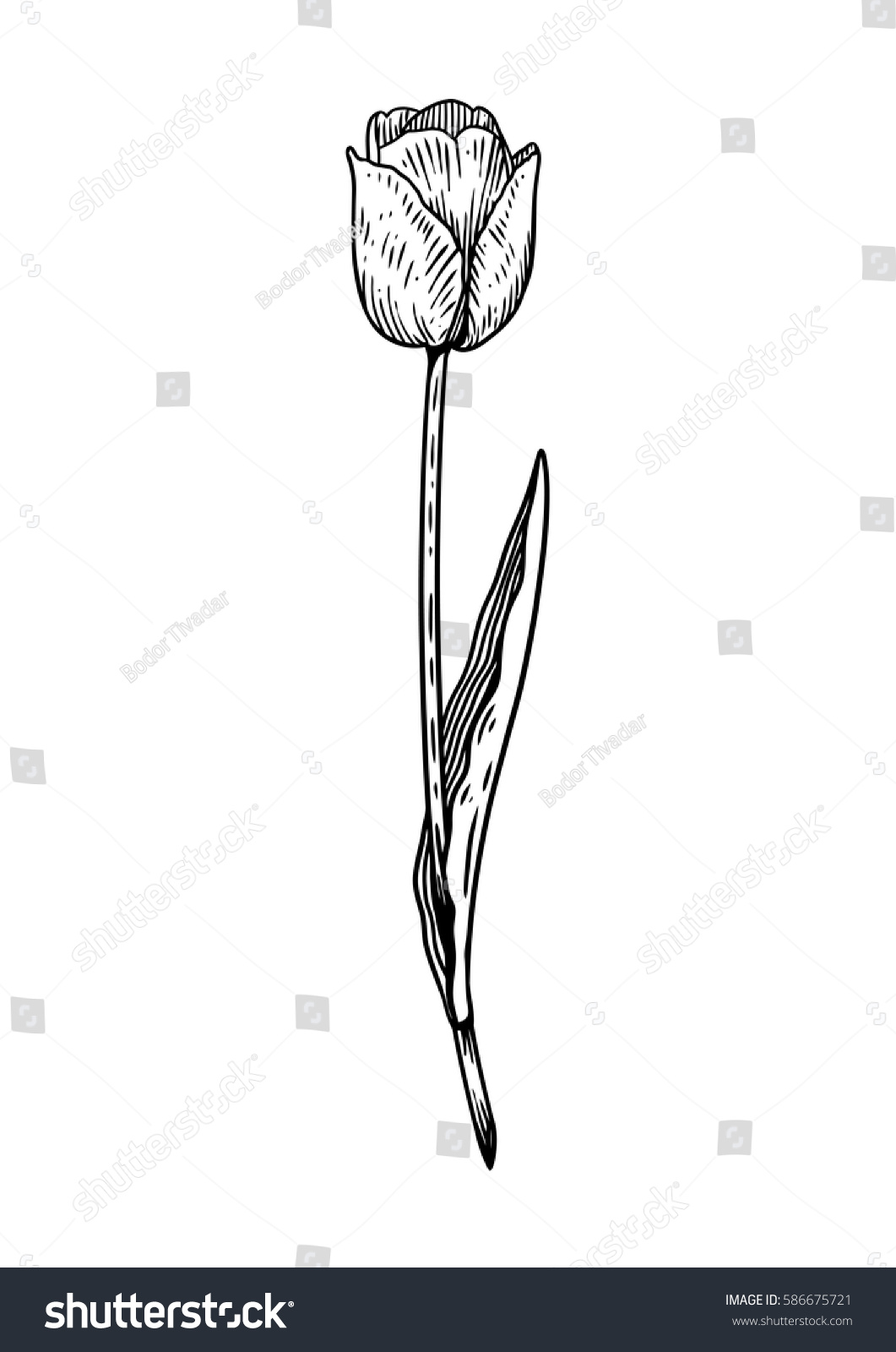 Tulip Flower Illustration Drawing Engraving Line Stock Vector Royalty Free