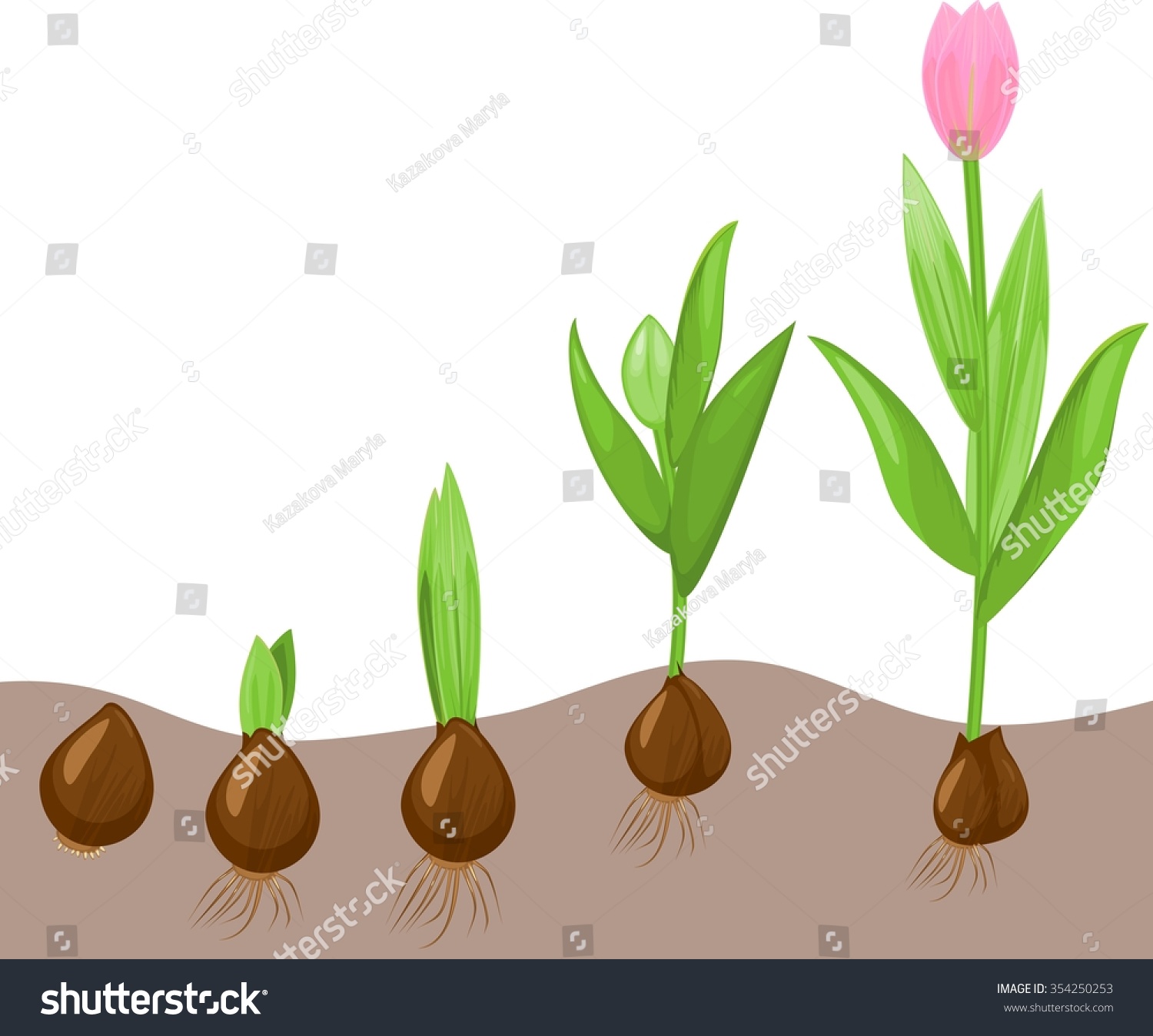 Stages Of Tulip Growth 6787