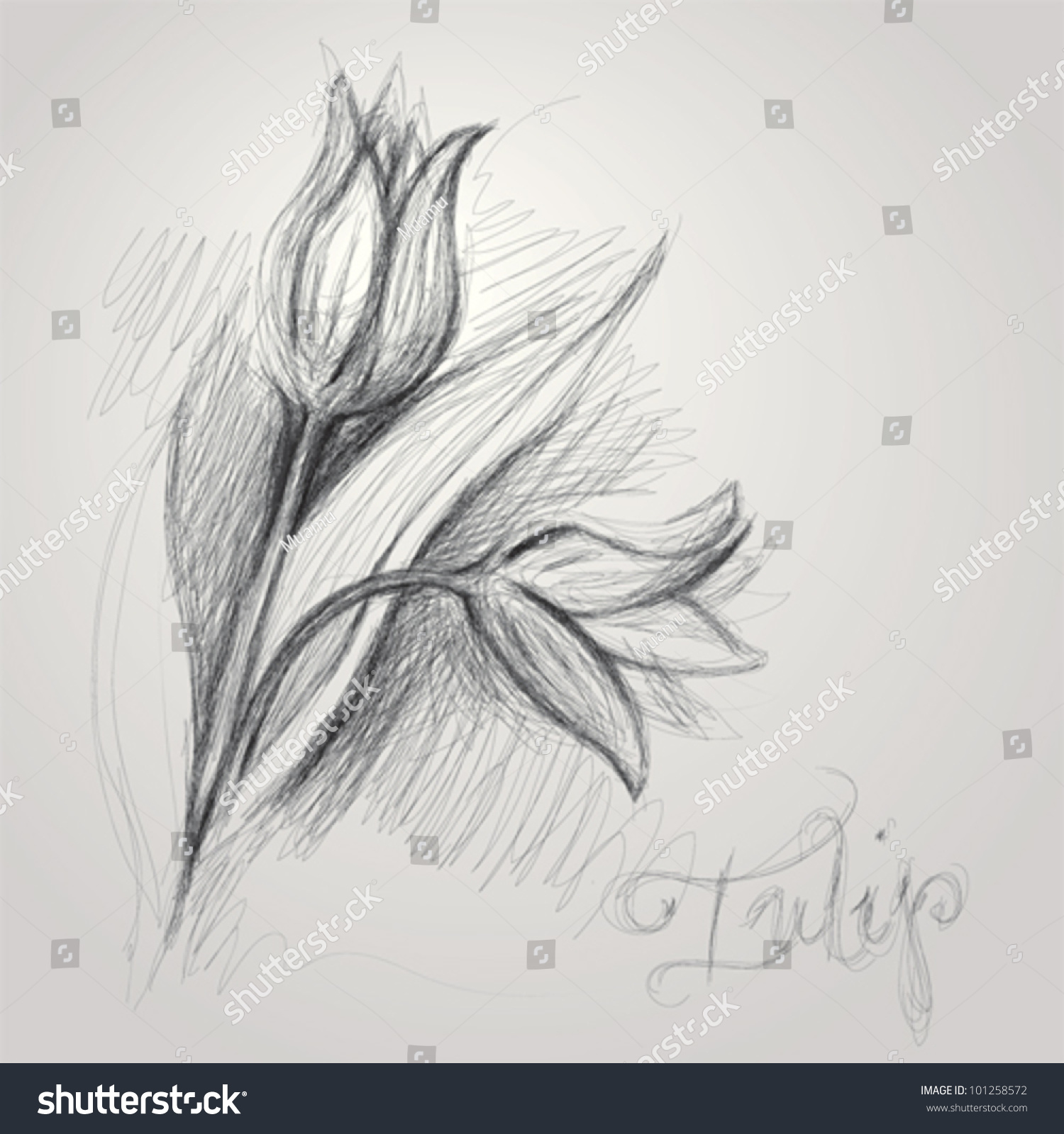 Tulip Realistic Sketch Flower Stock Vector 101258572 - Shutterstock
