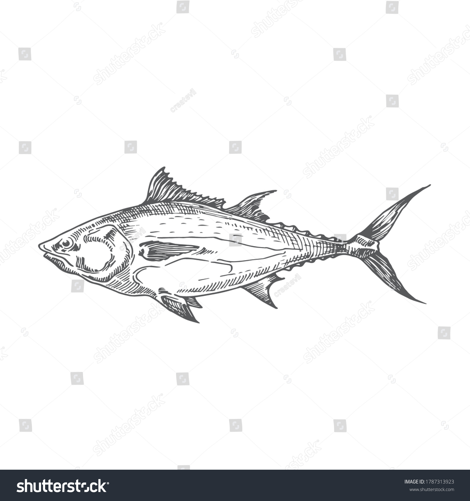 Tuna Hand Drawn Doodle Vector Illustration Stock Vector (Royalty Free ...