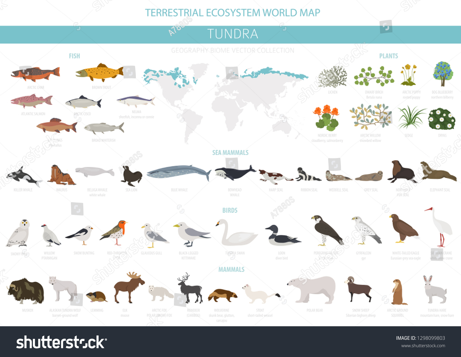 SVG of Tundra biome. Terrestrial ecosystem world map. Arctic animals, birds, fish and plants infographic design. Vector illustration svg