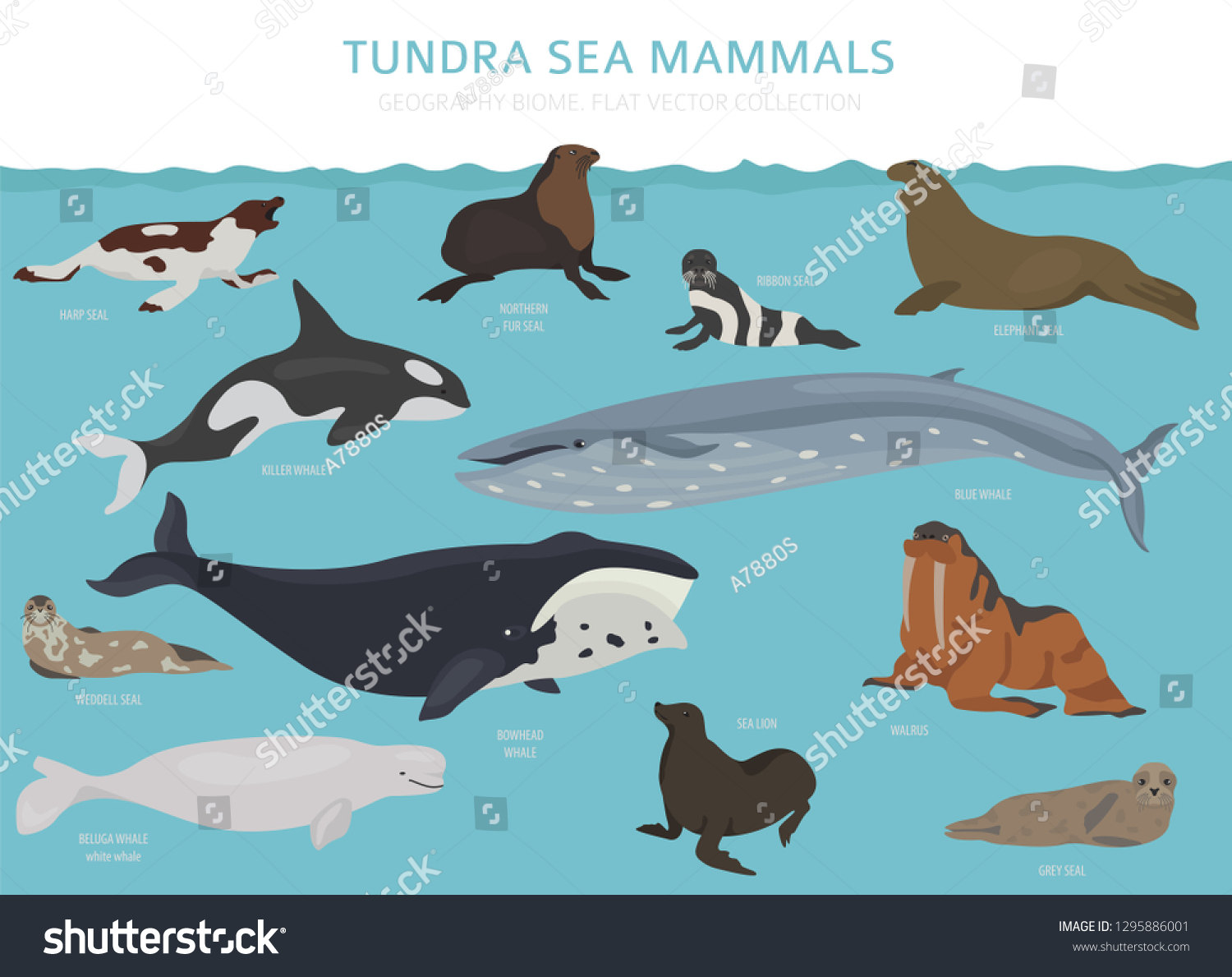 Tundra Biome Terrestrial Ecosystem World Map: เวกเตอร์สต็อก (ปลอดค่า