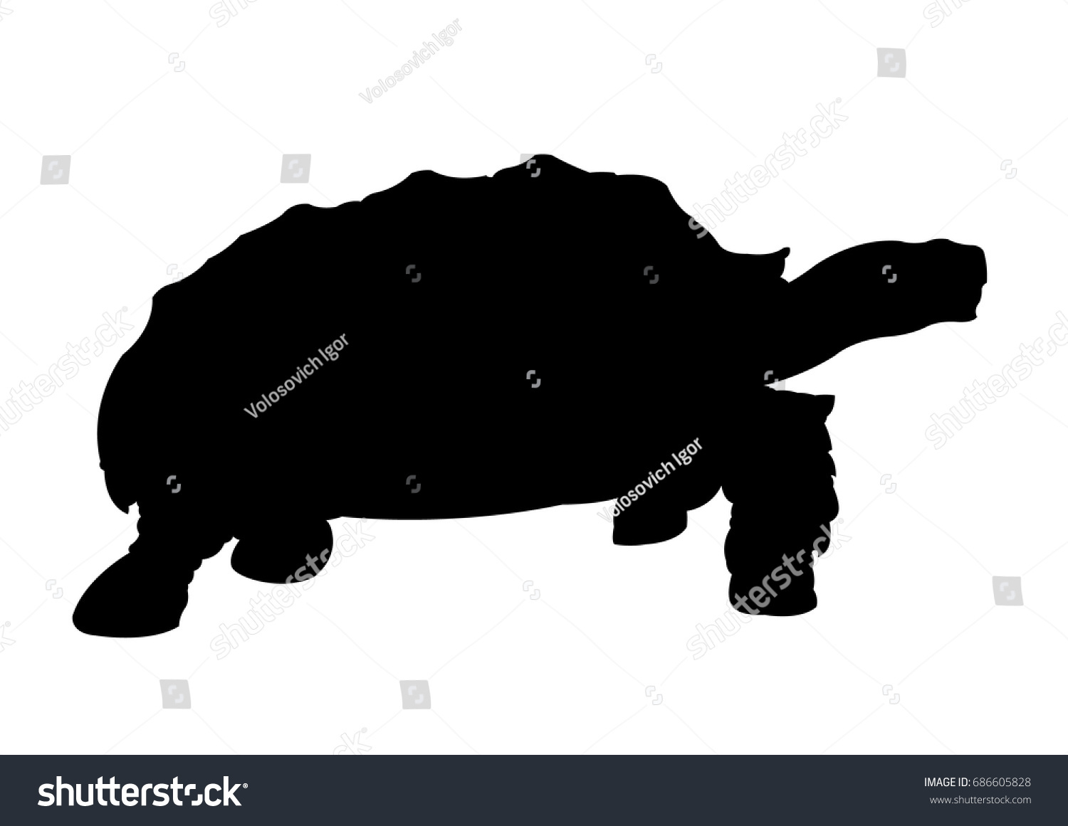 Turtle Silhouette Vector Illustration Isolated Stock Vector (royalty 