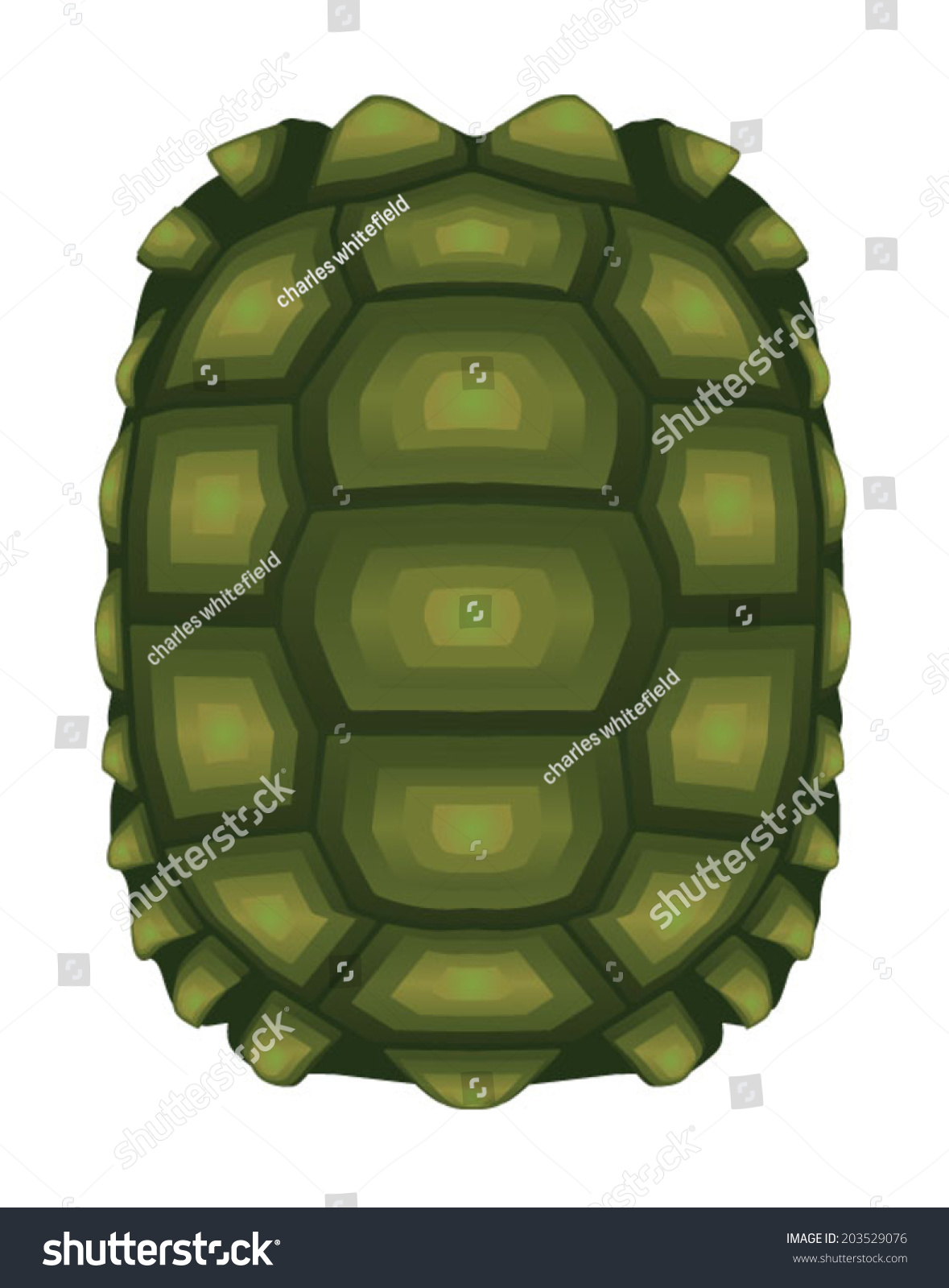 Turtle, Tortoise Shell, Turtle Shell Stock Vector 203529076 : Shutterstock