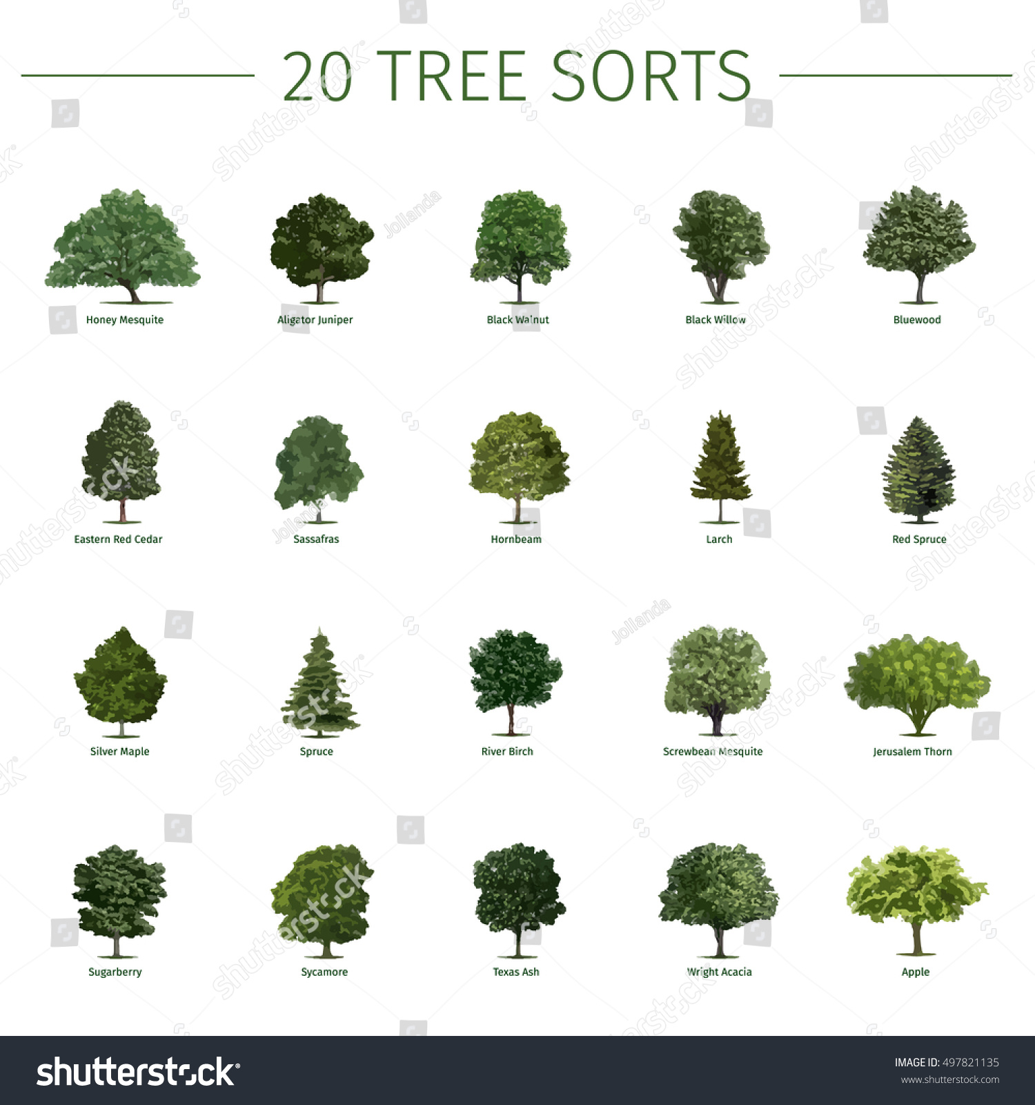 stock vector twenty different tree sorts with names vector illustrations of tree types and specimens ash fir 497821135