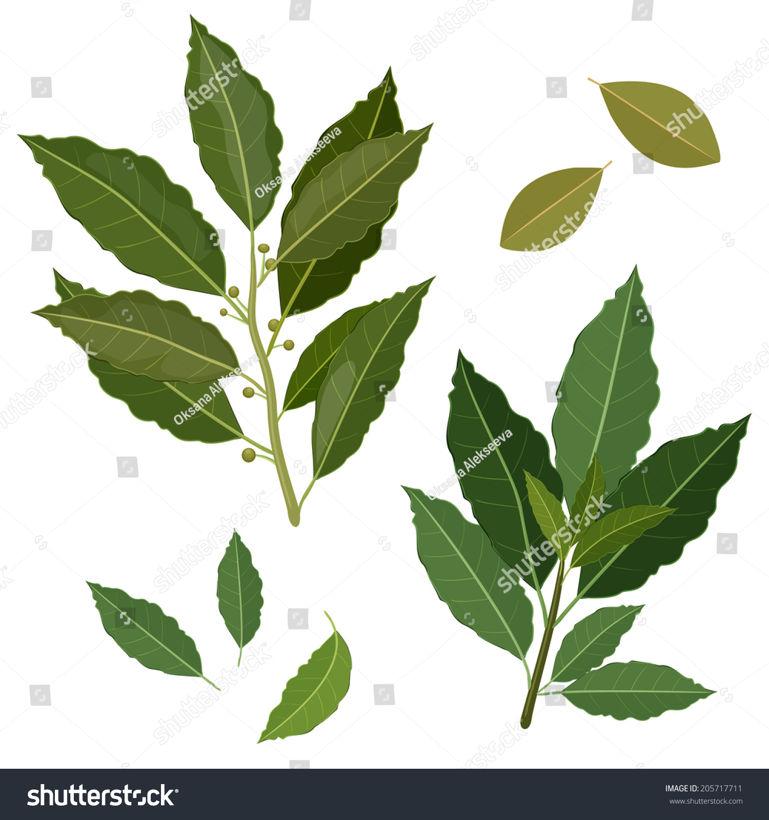 SVG of twig fresh bay leaf herb isolated set svg
