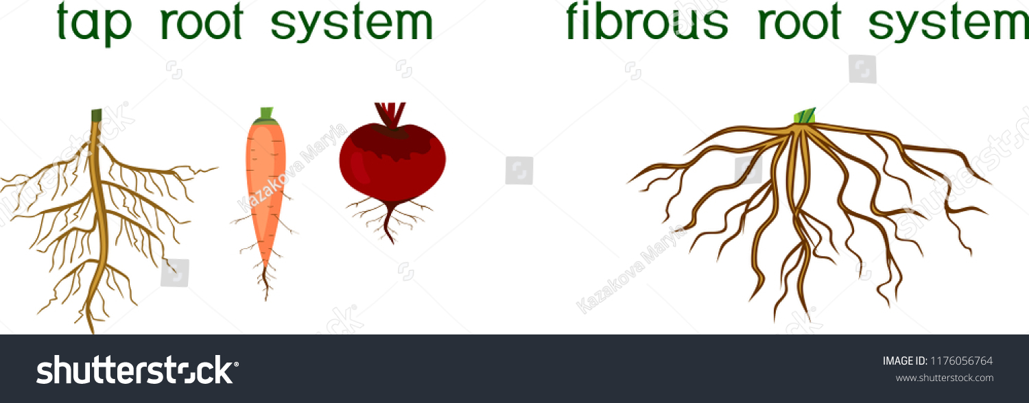 Two Different Types Root Systems Tap Stock Vector (Royalty Free ...