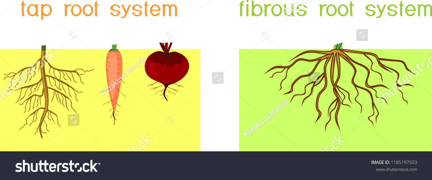 Two Different Types Root Systems Tap Stock Vector (Royalty Free ...