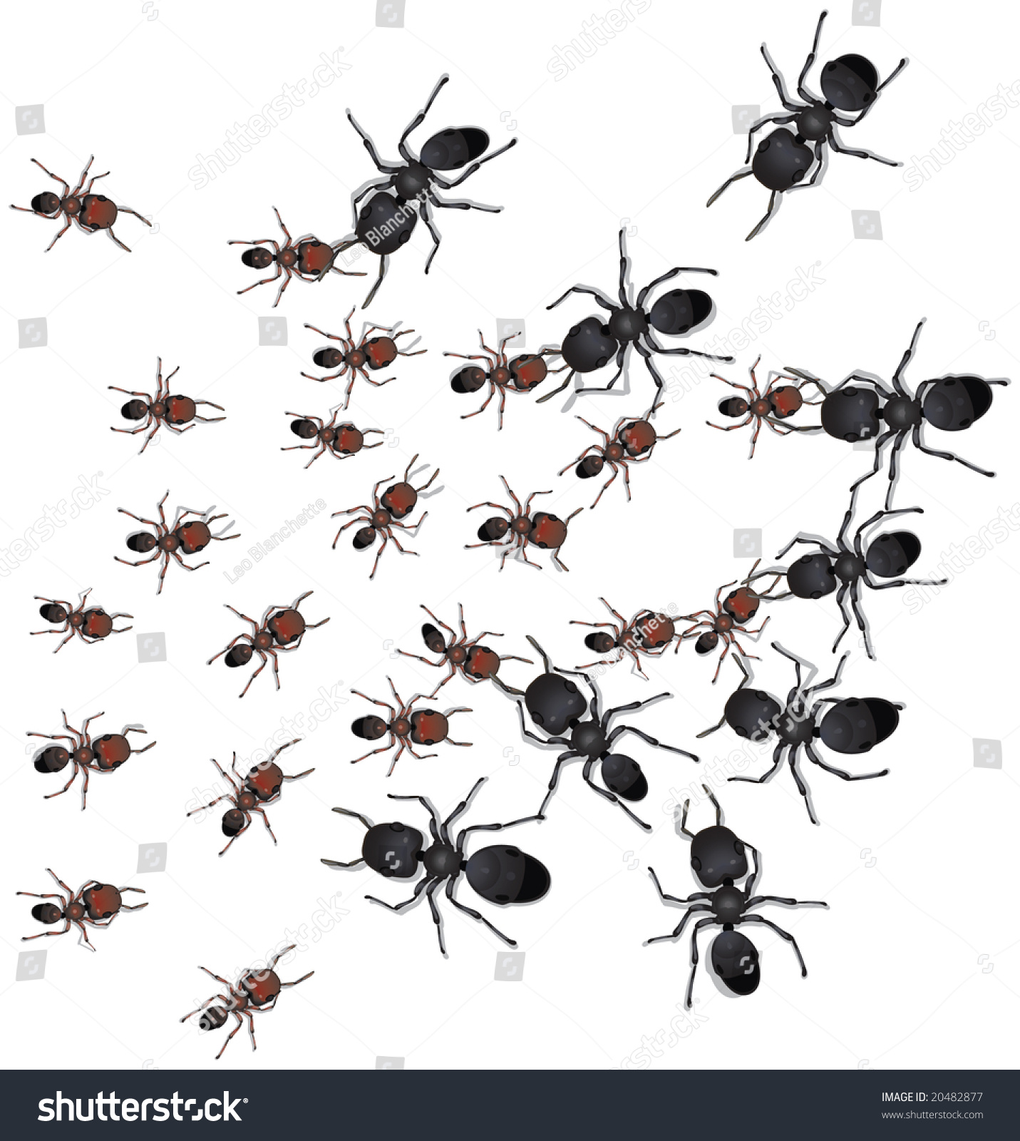 Two Different Types Worker Ants Engaging Stock Vector 20482877 ...