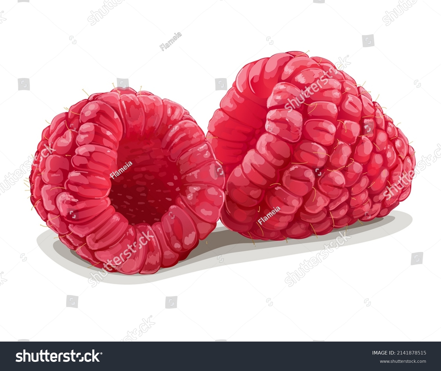 Two Realistic Raspberries Isolated On White Stock Vector Royalty Free 2141878515 Shutterstock 3543