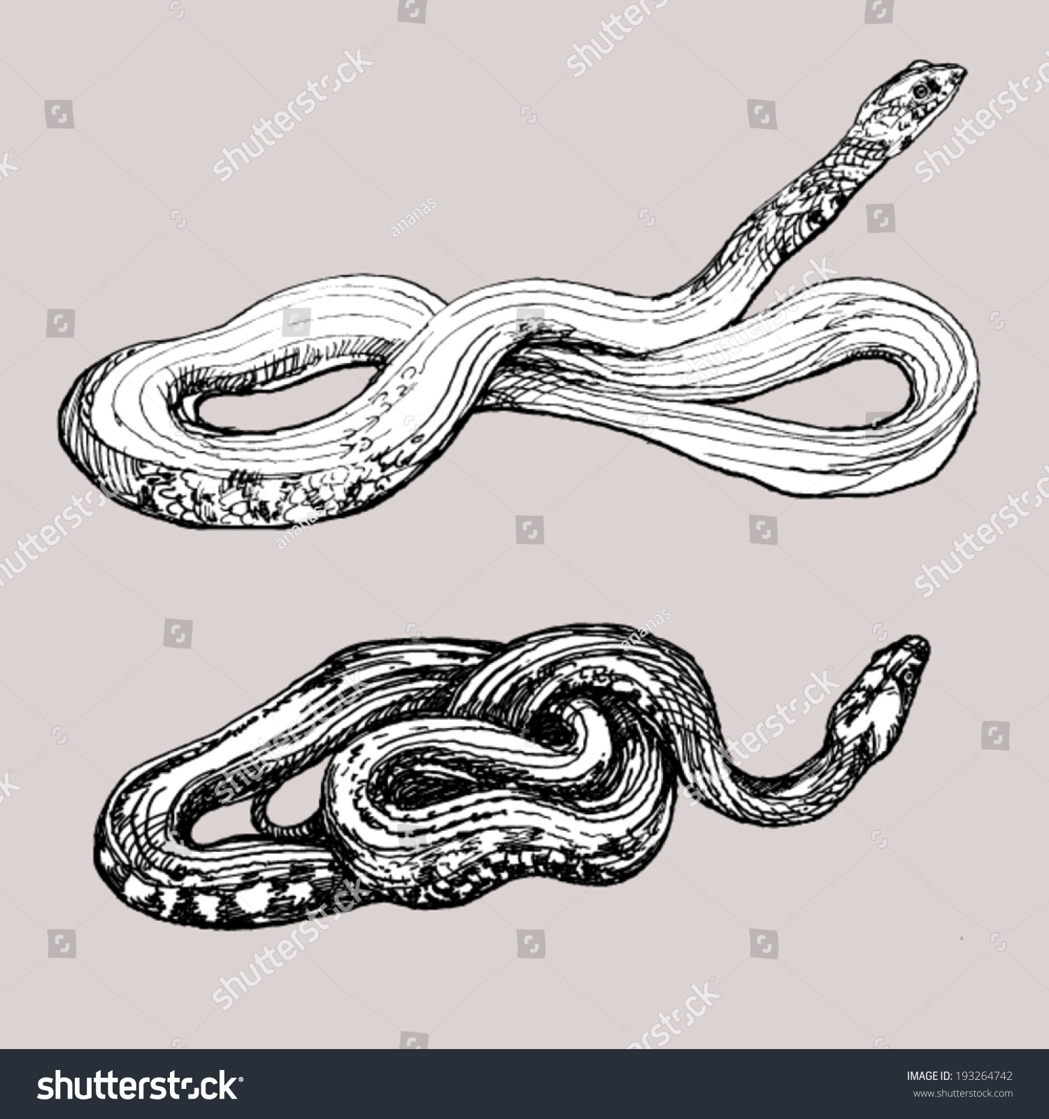 Two Snakes Drawing Stock Vector Illustration 193264742 : Shutterstock