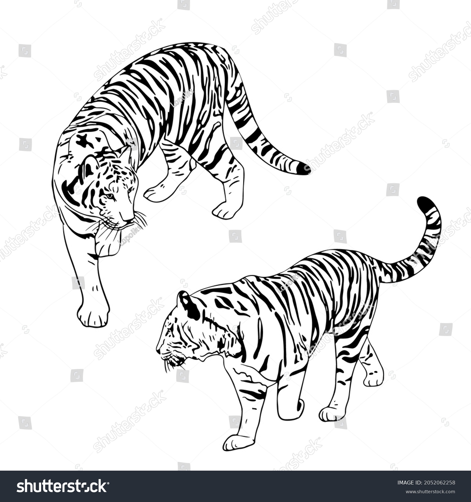 Two Tigers Black Silhouettes On White Stock Vector Royalty Free 2052062258 