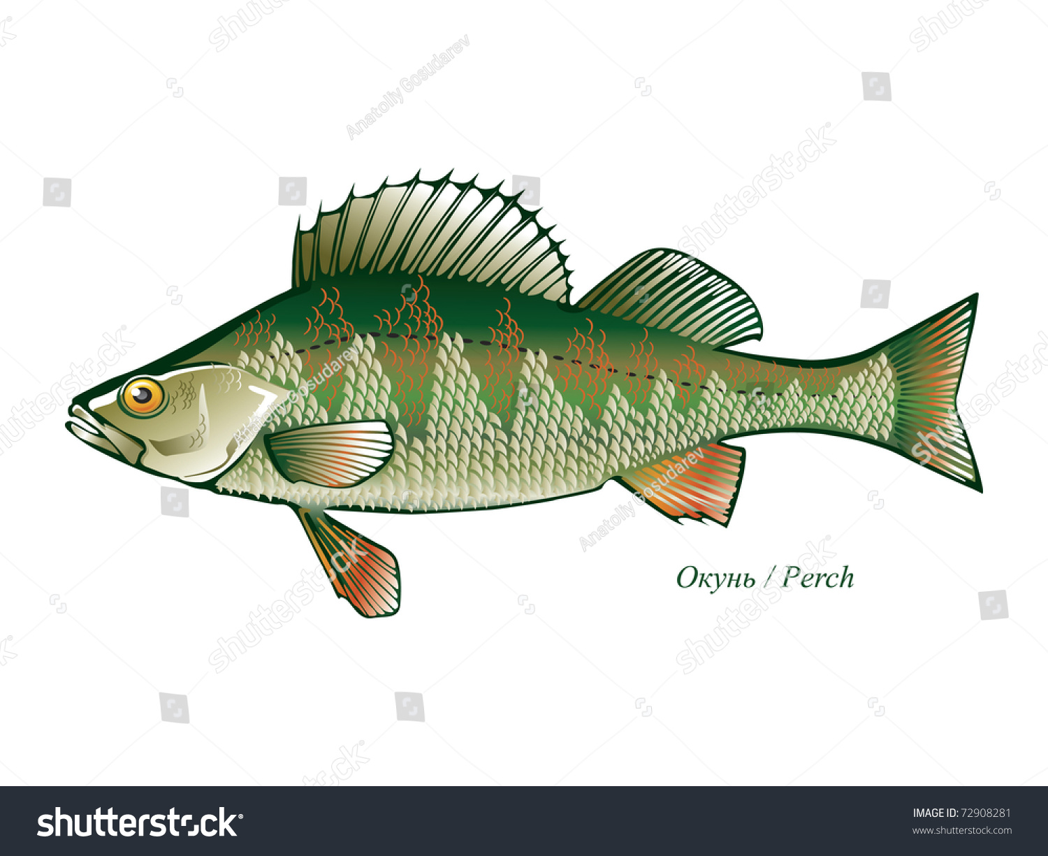 Type Freshwater Fish Silhouette Fish Isolatedbackground Stock Vector ...