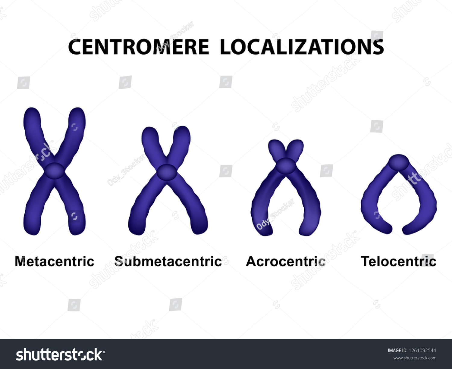 Type Chromosome According Position Centromere Metacentric Stock Vector Royalty Free 1261092544