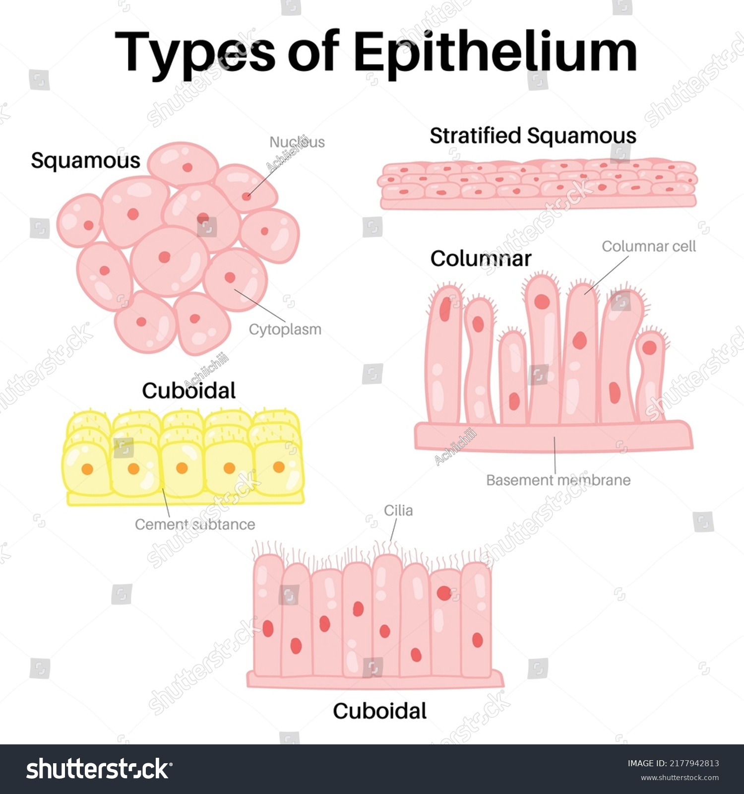 Type Epithelium Squamous Columnar Cuboidal Stock Vector (Royalty Free ...