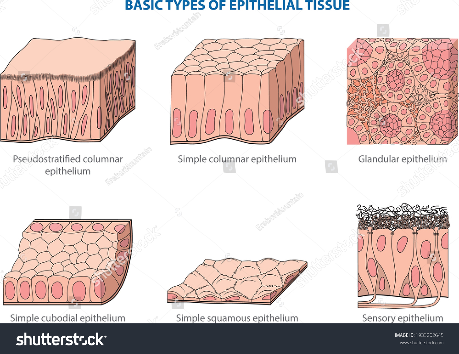 16,223 Animal tissue Images, Stock Photos & Vectors | Shutterstock