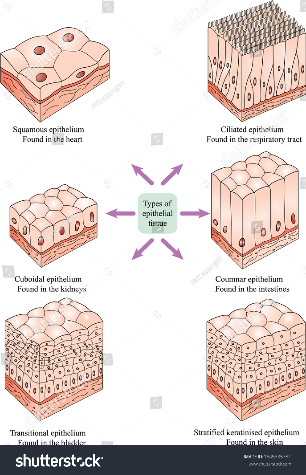 What Is Epithelial Tissue Worksheet