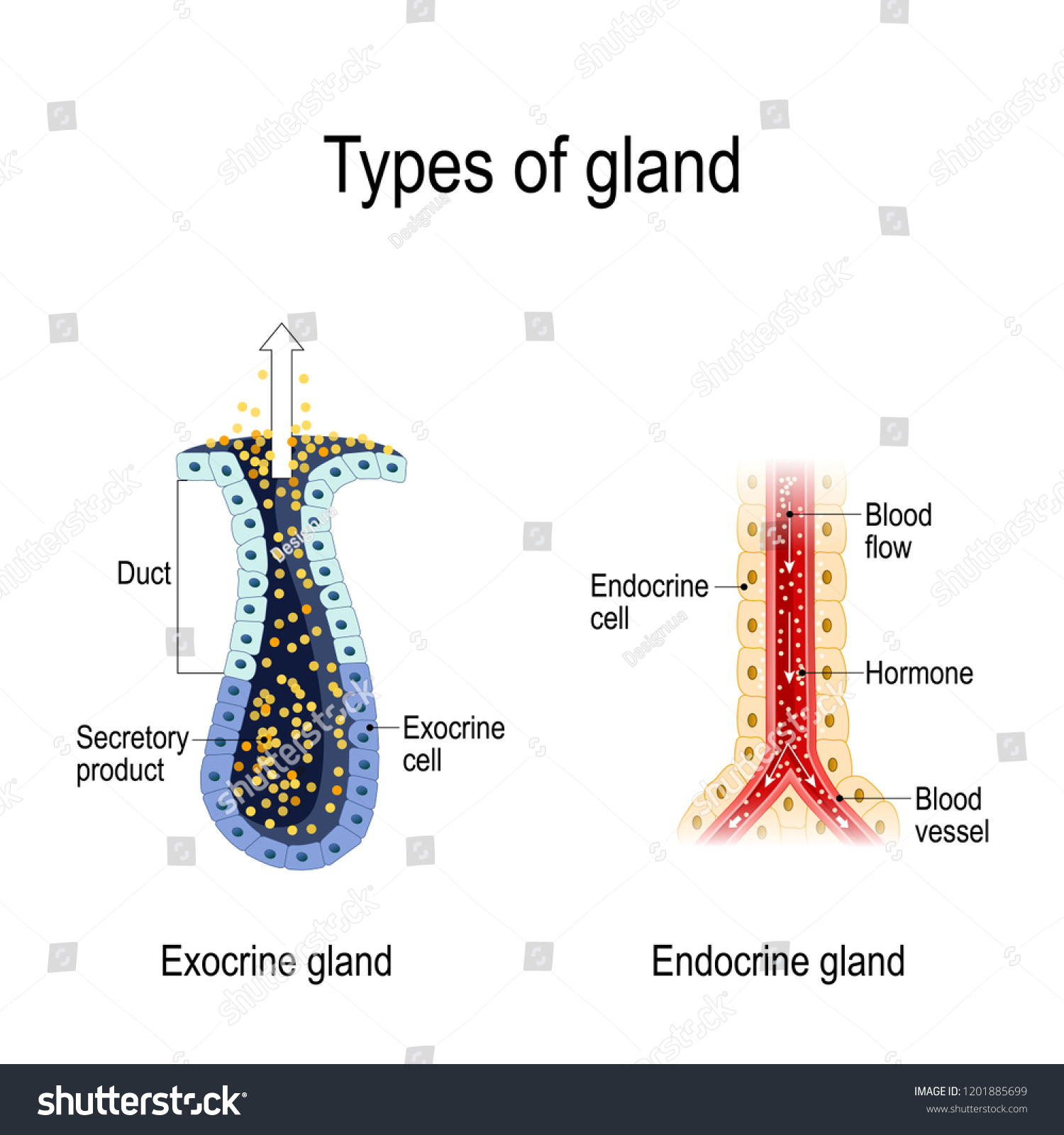 Types Gland Anatomy Endocrine Exocrine Glands Stock Vector Royalty Free