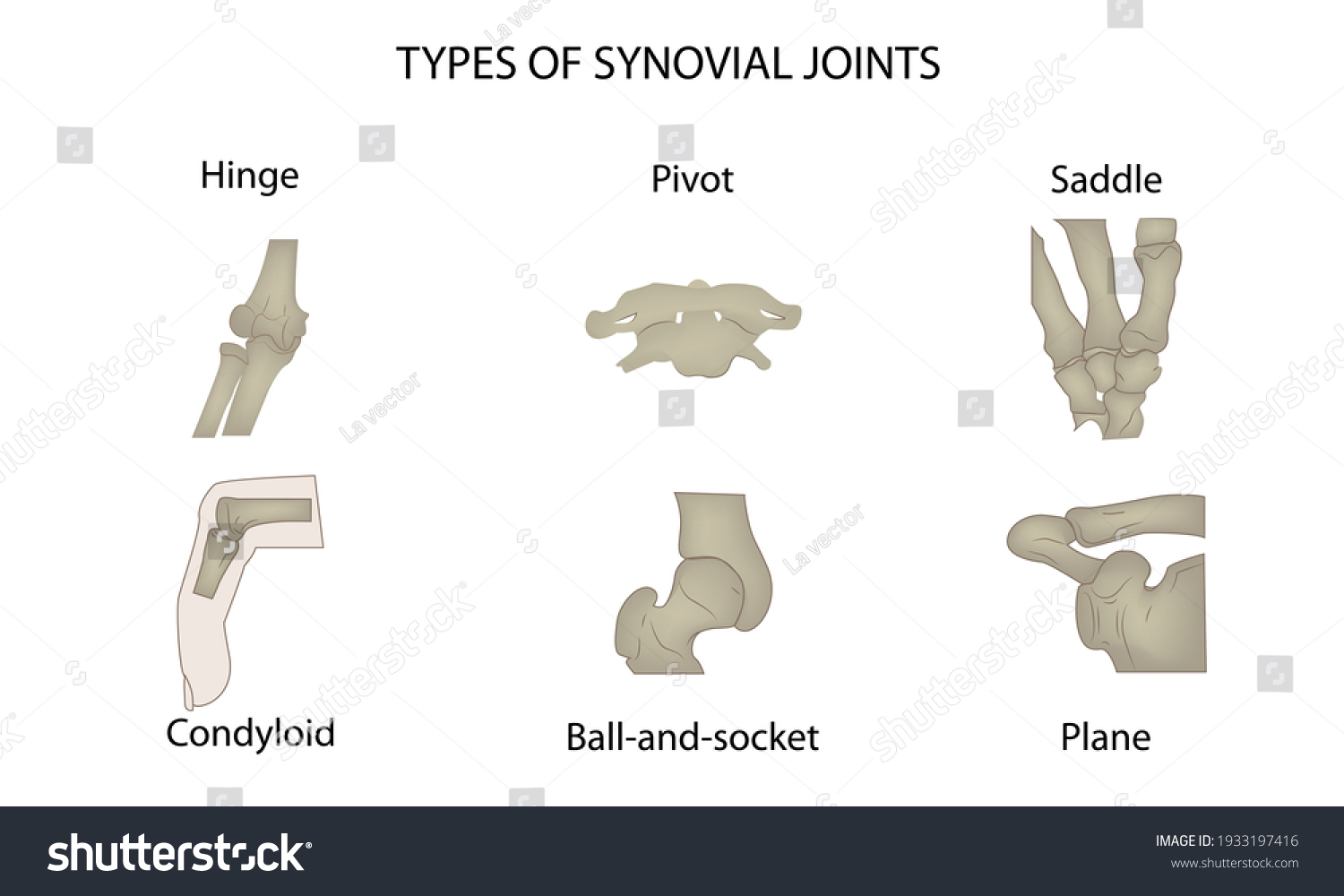 645 Synovial Joint Anatomy Stock Illustrations Images And Vectors Shutterstock 6940