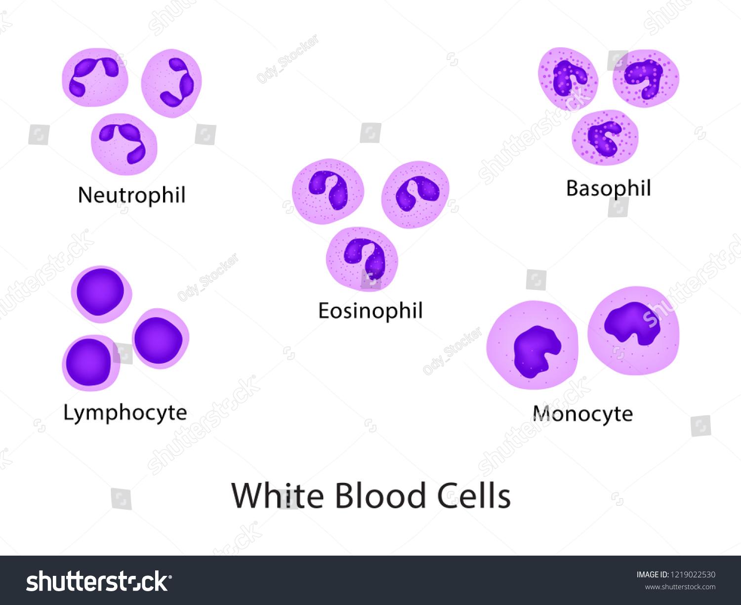 Types Leucocyte White Blood Cells Vector Stock Vector (Royalty Free ...