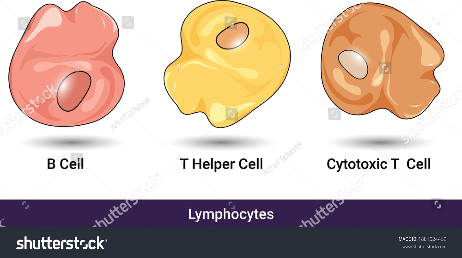 Types Lymphoid Cells Lymphocytes B Cell Stock Vector (Royalty Free ...