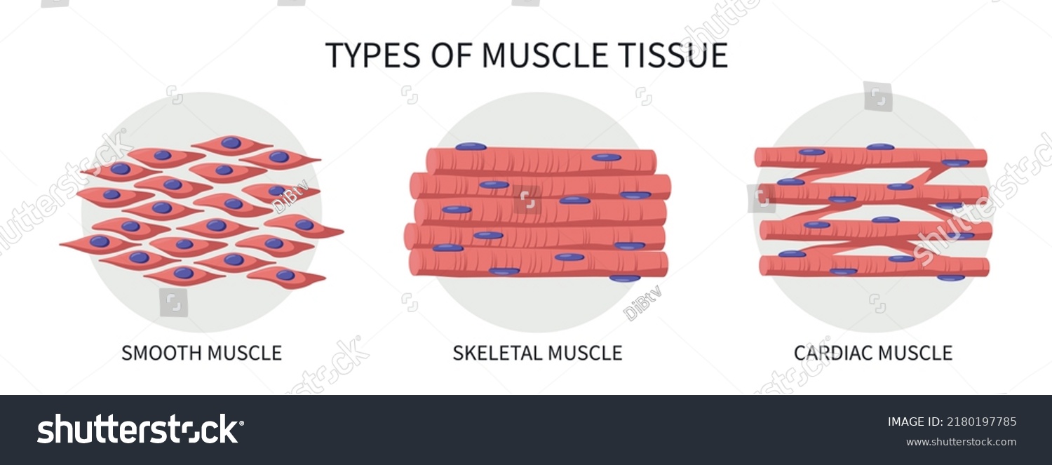 Types Muscle Tissue Medical Vector Illustration Stock Vector (Royalty ...