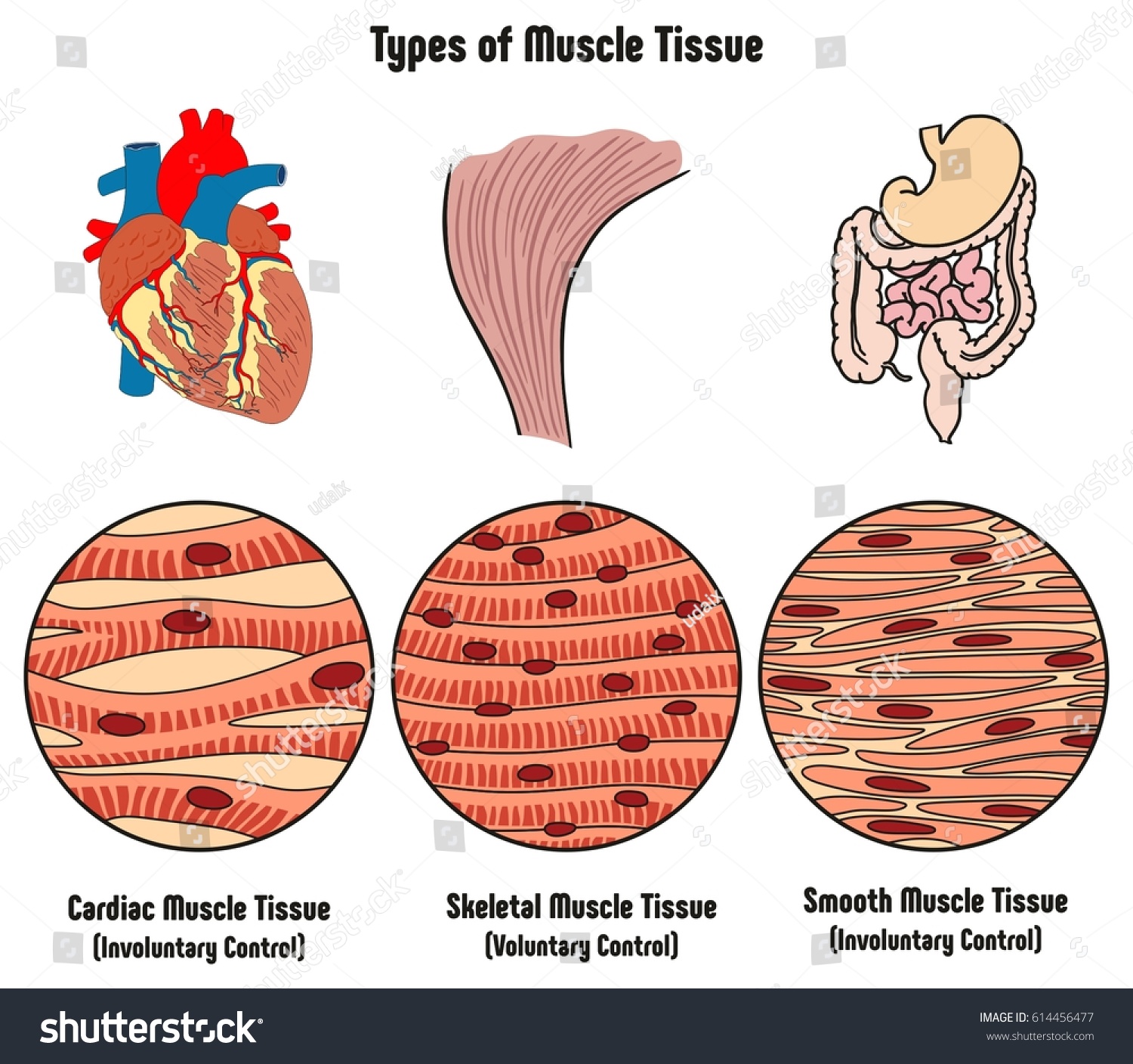 Types Muscle Tissue Human Body Diagram Stock Vector ...
