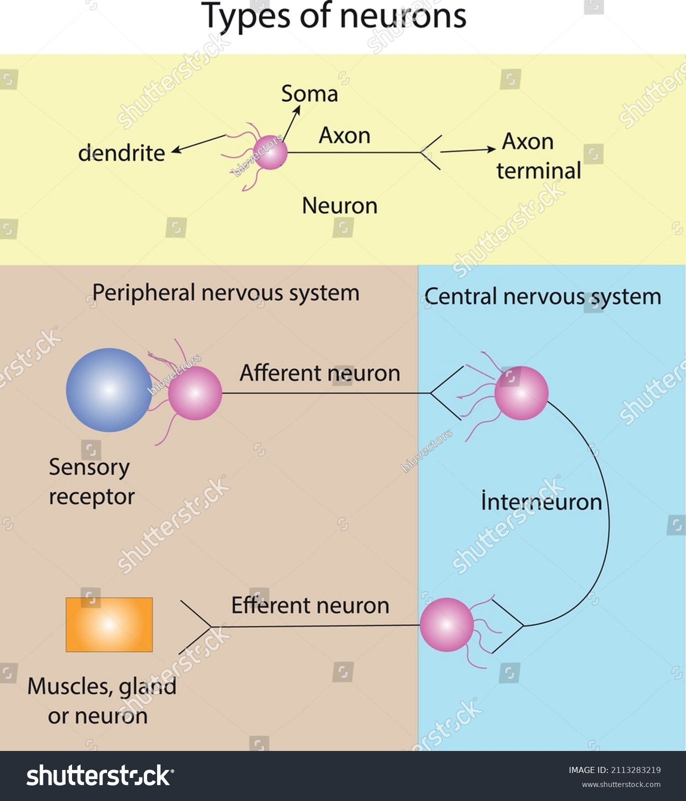 Types Neurons Terms Their Functions Afferent Stock Vector Royalty Free