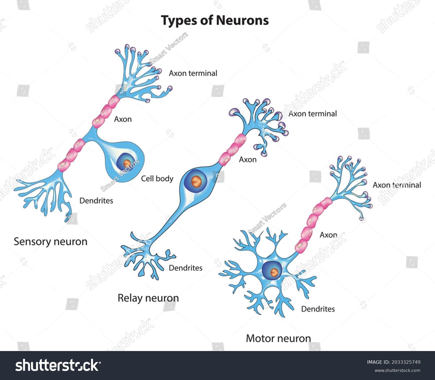 Types Neurons Sensory Neurons Motor Neurons: Vector Có Sẵn (miễn Phí ...