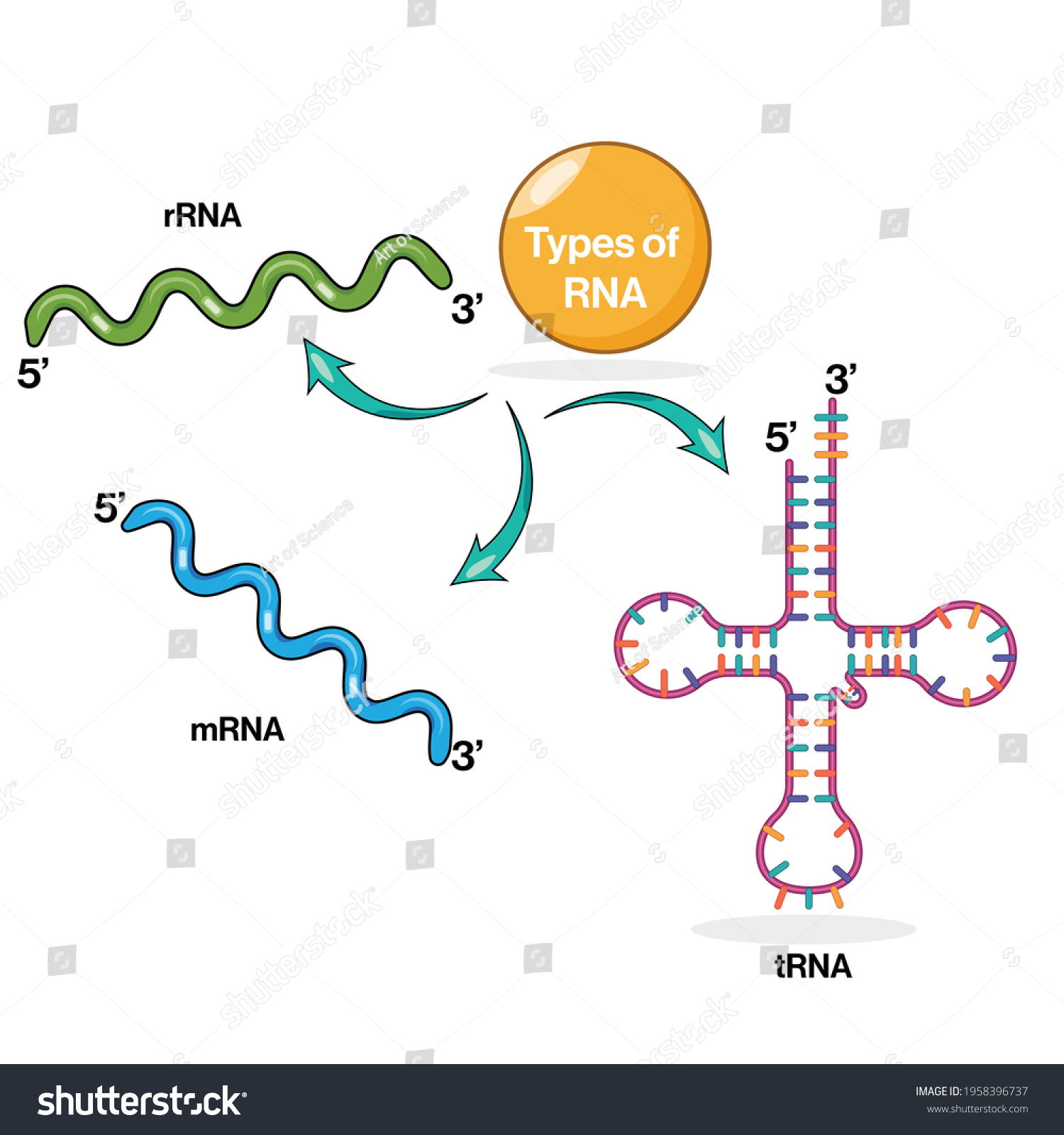Types Ribonucleic Acid Rna R Rna Stock Vector Royalty Free 1958396737 8950