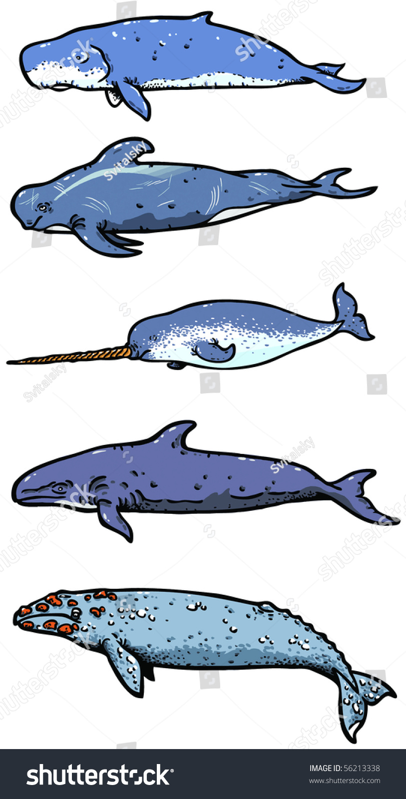 How many types of whales are there?
