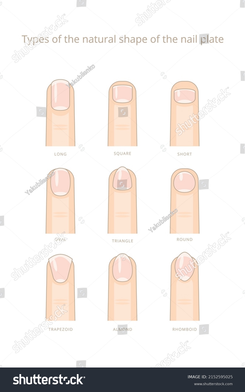 Types Natural Form Nail Plate Vector Stock Vector (Royalty Free ...