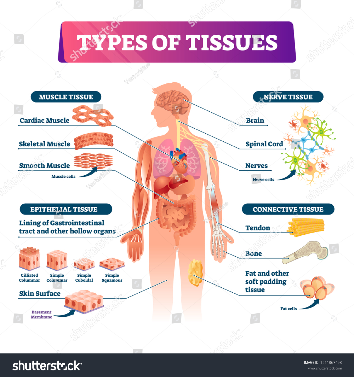 59 176 Human Tissues Images Stock Photos Vectors Shutterstock