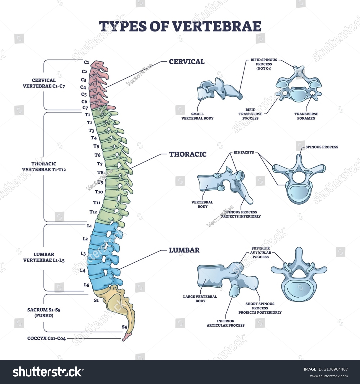 Types Vertebrae Cervical Thoracic Lumbar Division Stock Vector (Royalty