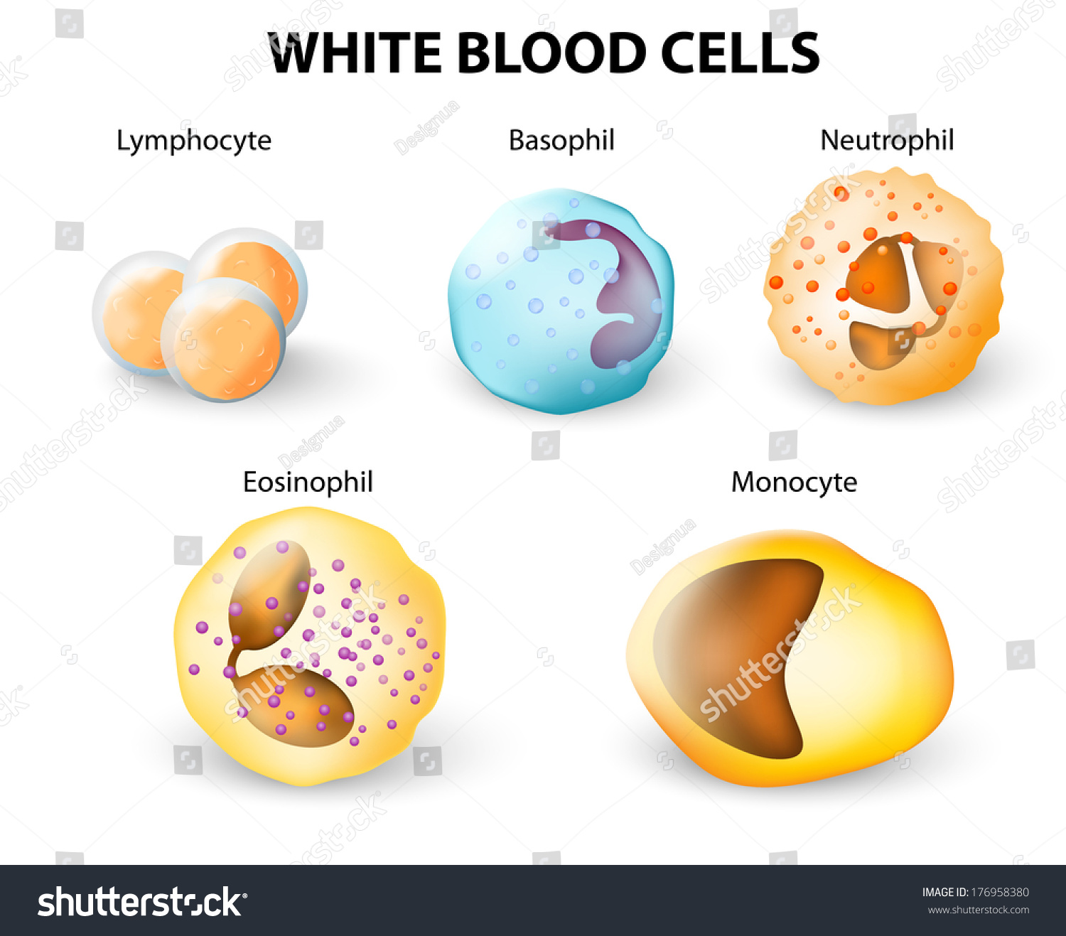 2 477 White Blood Cell Types Images Stock Photos Vectors Shutterstock