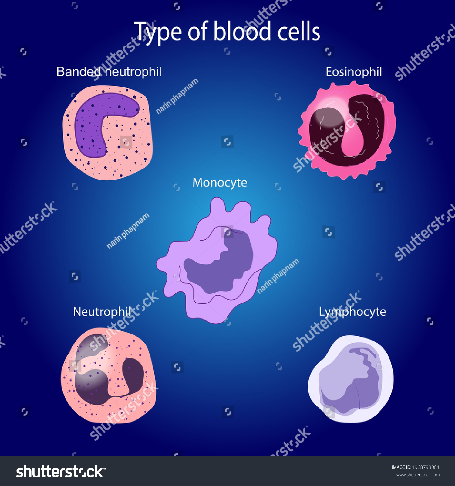 white-blood-cell-definition-function-britannica