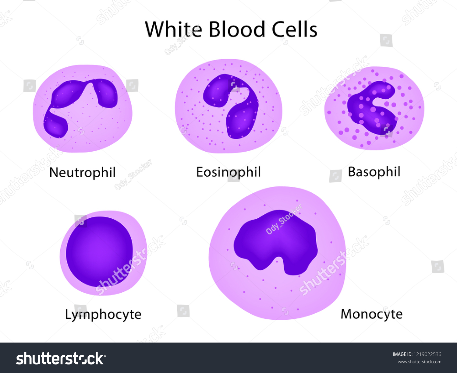 Types White Blood Cells Neutrophil Eosinophil: stockvector (rechtenvrij ...