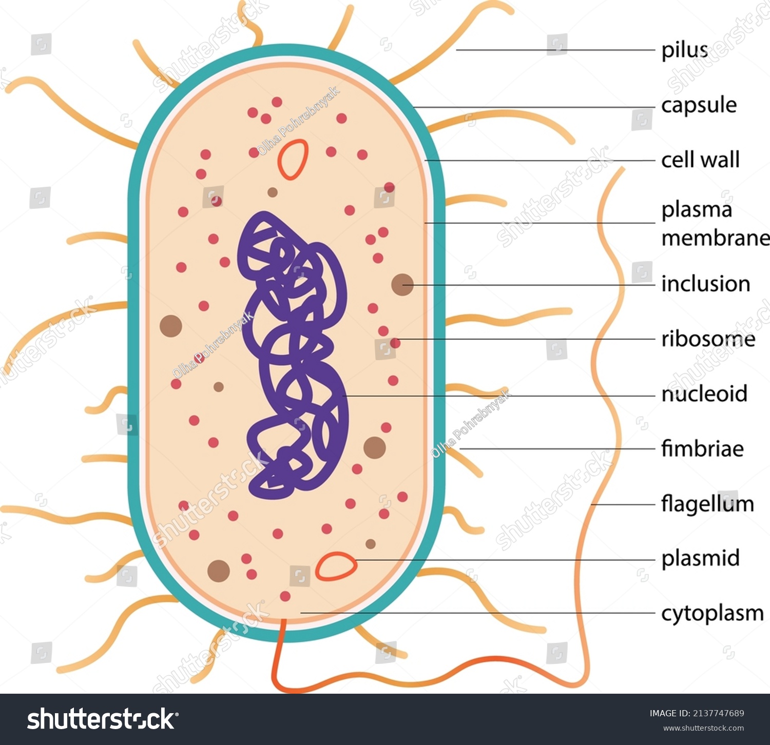 Typical Prokaryotic Cell Scheme Typical Bacteria Stock Vector Royalty Free 2137747689 7869