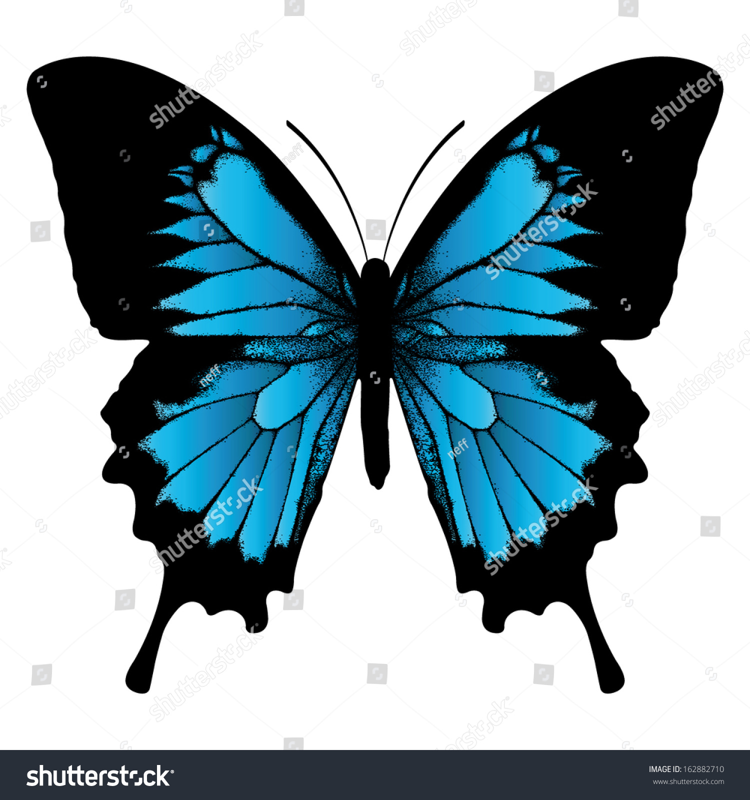 Ulysses Butterfly (Papilio Ulysses) Or Blue Mountain Butterfly Or Blue ...